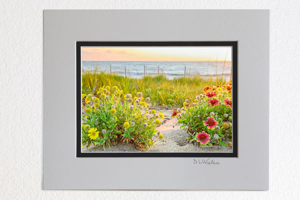 8 x 10 luster print in a 11 x 14 ivory and black double mat of These Gaillardia flowers grow like weeds in the sand on the Outer Banks. They are also known as Indian Blanket Flower, or Firewheel, and are locally known as Jo Bells.
