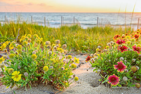 These Gaillardia flowers grow like weeds in the sand on the  Outer Banks. They are also known as Indian Blanket Flower,  or Firewheel, and are locally known as Jo Bells.
