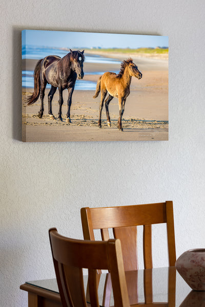 20x30 canvas prin t of Wild stallion and colt on the beach at Crolla Outer Banks NC.
