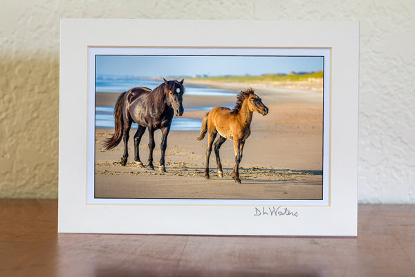 4x6 print in 5x7 mat of Wild stallion and colt on the beach at Crolla Outer Banks NC.