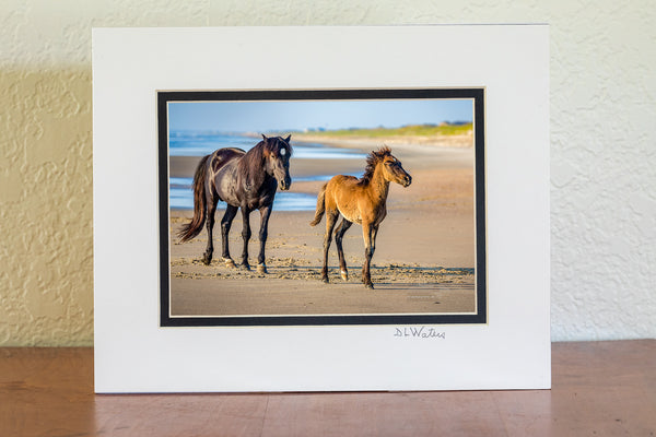 5x7 print in a 8x10 double map of Wild stallion and colt on the beach at Crolla Outer Banks NC.