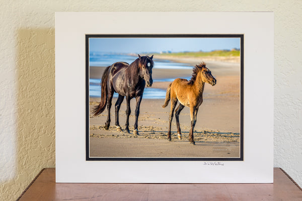 8 x 10 Lauster print in a 11 x 14 double mat of Wild stallion and colt on the beach at Crolla Outer Banks NC.