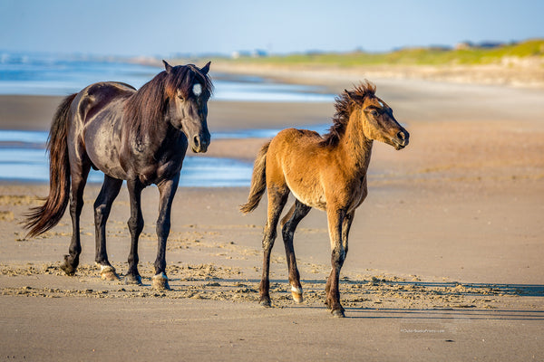 Wild stallion and colt on the beach at Crolla Outer Banks NC.