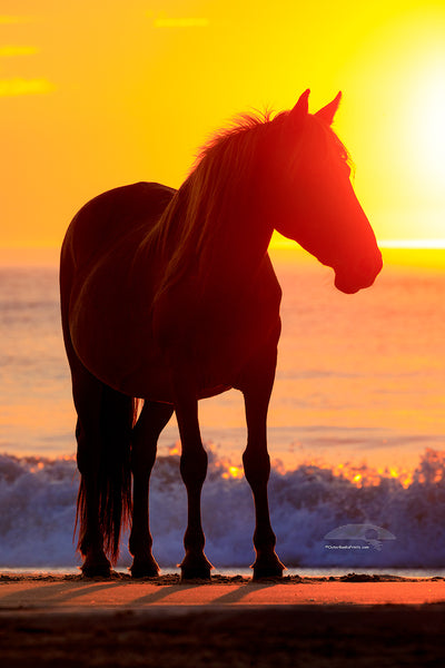 Wild horse silhouette on the beach in front of surf at sunrise in Corolla, NC on the Outer Banks.