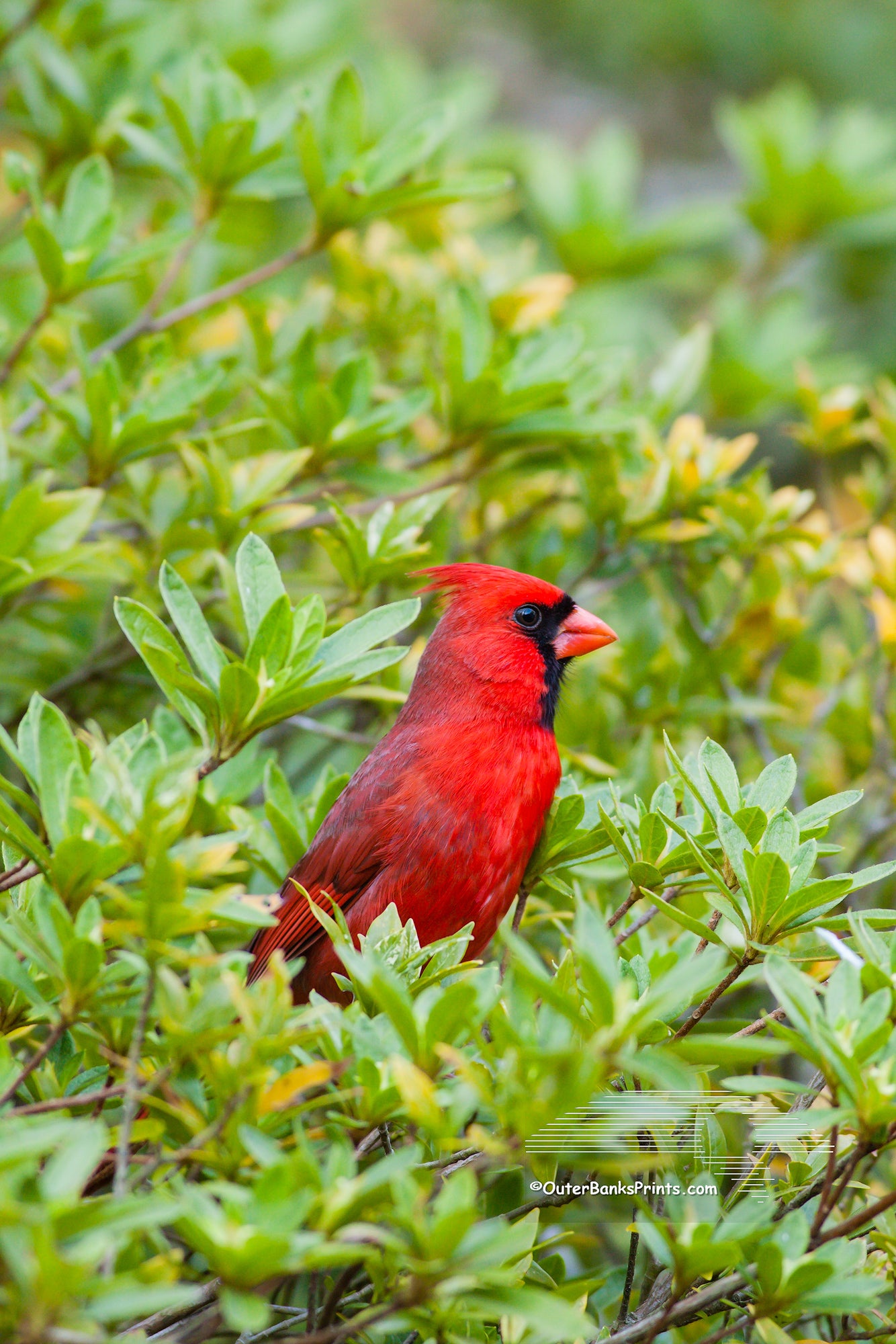 Red cardinal on a azalea bush in my backyard.
