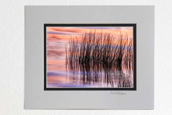 Reeds and sunset reflection at Duck on the Outer Banks of NC.