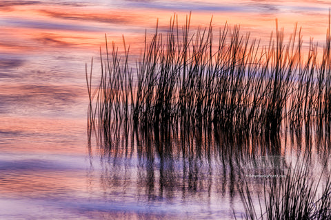 Reeds and sunset reflection at Duck on the Outer Banks of NC.