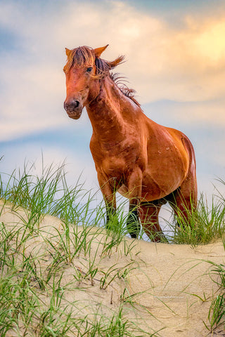 Wild horse in the dunes of Carova on the Outer Banks, NC.