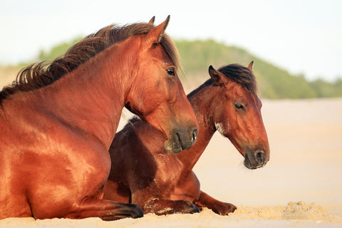 Wild mare and colt resting on the beach in Carova on the Outer Banks of NC.