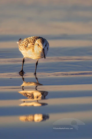 Sandpipper reflected in the wet sand at the beach.