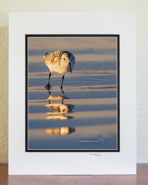 8x10 Luster print in a 11x14 ivory and black double mat of sandpipper reflected in the wet sand at the beach.