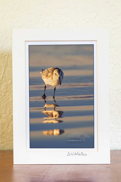4x6 Luster print in a ivory 5x7 mat of Sandpipper reflected in the wet sand at the beach.