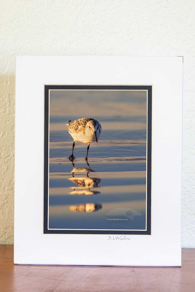 5x7 Luster print in a 8x10 ivory and black double mat of Sandpipper reflected in the wet sand at the beach.