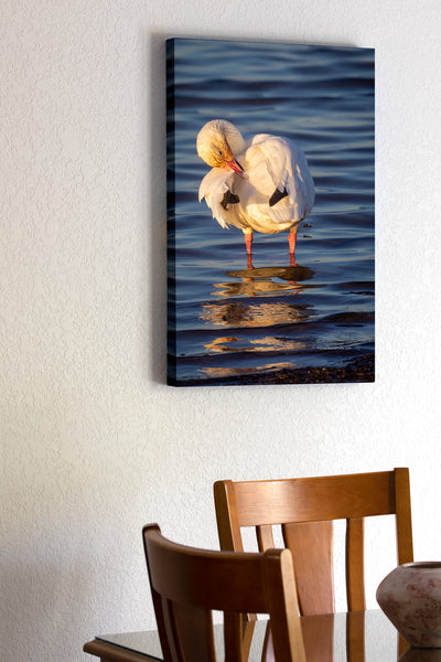20x30 Canvas of snow goose preening at Pea Island Cape Hatteras National Seashore on the Outer Banks of North Carolina.