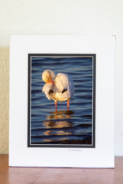 5x7 luster print in a 8x10 ivory and black double mat of snow goose preening at Pea Island Cape Hatteras National Seashore on the Outer Banks of North Carolina.