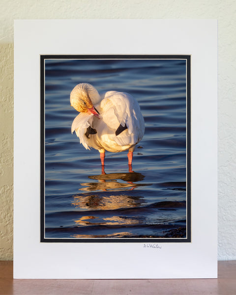 8x10 luster print in a ivory and black double mat of Snow goose preening at Pea Island Cape Hatteras National Seashore on the Outer Banks of North Carolina.