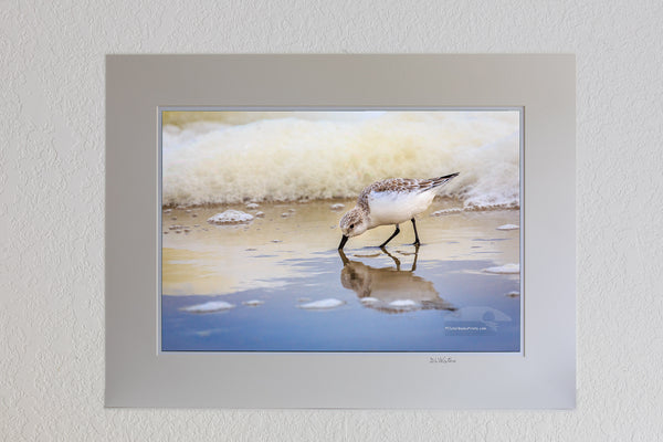 13 x 19 luster print in 18 x 24 ivory ￼￼mat of Feeding sandpiper and seafoam on the Outer Banks in Corolla NC.