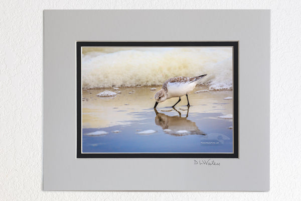 5 x 7 luster prints in a 8 x 10 ivory and black double mat of  Feeding sandpiper and seafoam on the Outer Banks in Corolla NC.