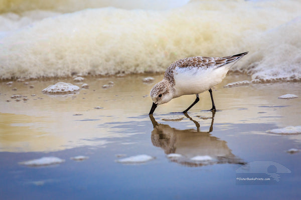 Feeding sandpiper and seafoam on the Outer Banks in Corolla NC.