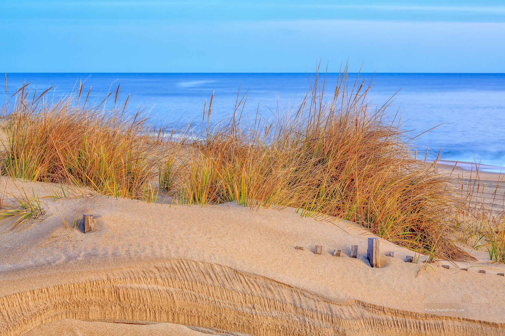 Sea oats at sunrise along the Nags Head  beach on the Outer Banks of NC.