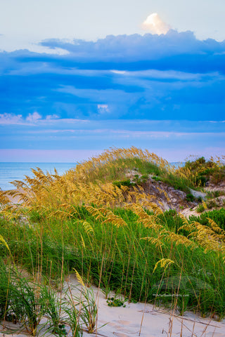Sea oats and sand dunes at Coquina Beach in Cape Hatteras National Seashore on the Outer Banks of NC.