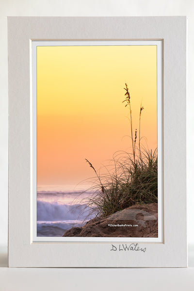 4 x 6 luster print in a 5 x 7 ivory mat of Silhouette of sea oats and sand dunes against a peach colored sky and surf on a Outer Banks beach.