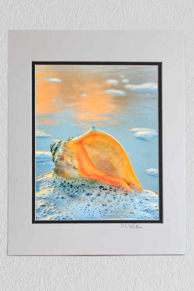 8 x 10 luster print in a 11 x 14 ivory and black double mat of A whelk shell in the seafoam at the beach on Hatteras Island.