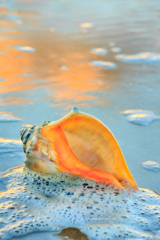 A whelk shell in the seafoam at the beach on Hatteras Island.