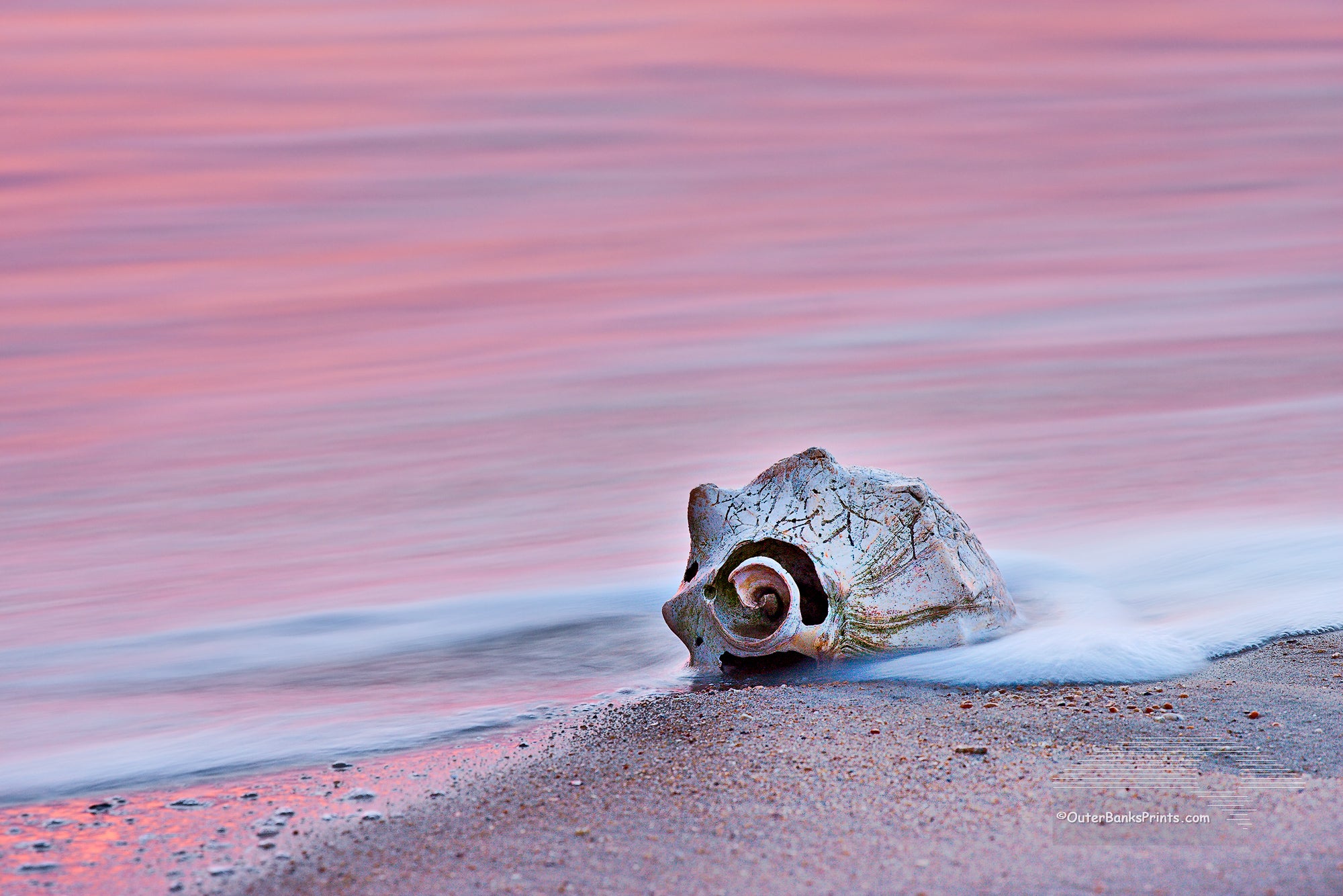 A whelk shell at sunrise on Kitty Hawk beach. The long exposure blurred the motion of the waves into a sea of pink color reflected from the sunrise.