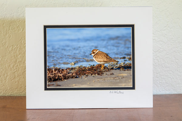 Semipalmated Plover photographed on the sound side of the Outer Banks at Oregon Inlet.