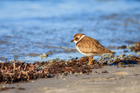 Semipalmated Plover photographed on the sound side of the Outer Banks at Oregon Inlet.
