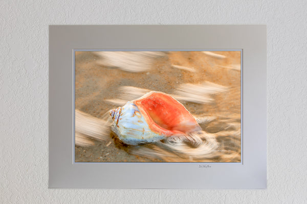 13 x 19 luster print in 18 x 24 ivory ￼￼mat of Surf Swirling around a whelk shell on the Outer Banks of NC.