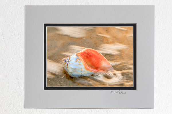 5 x 7 luster prints in a 8 x 10 ivory and black double mat of  Surf Swirling around a whelk shell on the Outer Banks of NC.