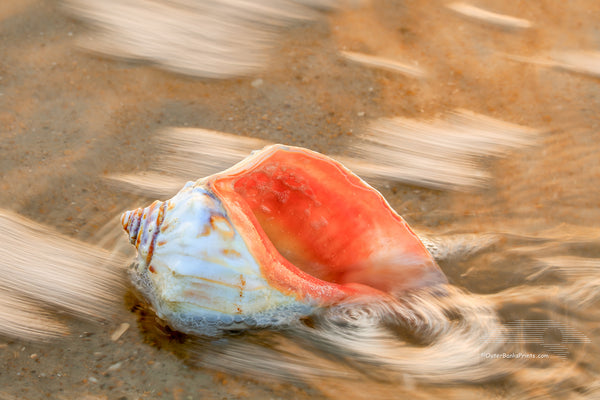 Surf Swirling around a whelk shell on the Outer Banks of NC.