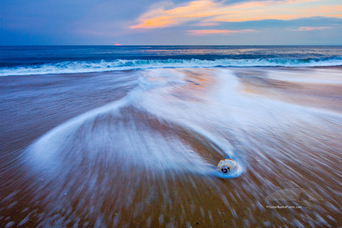 Beach, surf, sunrise and whelk shell on the Outer Banks, NC.