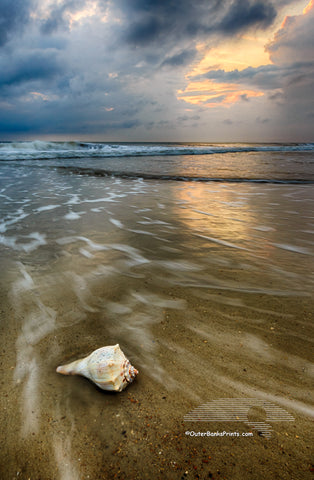 Dramatic photo of a Whelk shell on a Outer Banks beach.