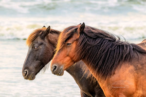 Two wild horses at a Corolla beach on the Outer Banks of NC.