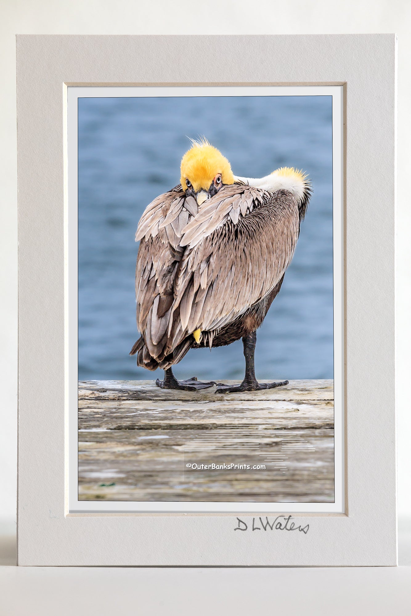 4 x 6 luster print in a 5 x 7 ivory mat of  A Brown pelican in its winter breeding plumage. In the summer their yellow head turns brown. Photographed on Ocracoke Island North Carolina.