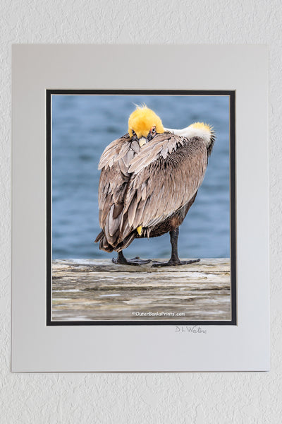 8 x 10 luster print in a 11 x 14 ivory and black double mat of A Brown pelican in its winter breeding plumage. In the summer their yellow head turns brown. Photographed on Ocracoke Island North Carolina.