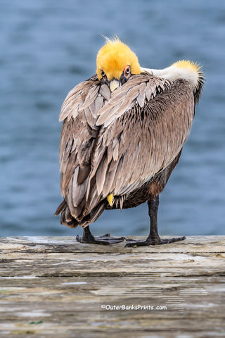 A Brown pelican in its winter breeding plumage. In the summer  their yellow head turns brown. Photographed on Ocracoke Island  North Carolina.
