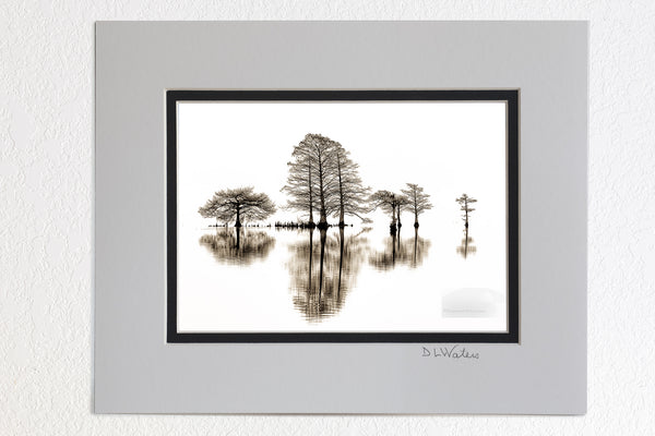 5 x 7 luster prints in a 8 x 10 ivory and black double mat of  Cypress tree and reflection in black-and-white captured at Lake Mattamuskeet North Carolina.