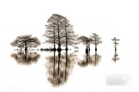 Cypress tree and reflection in black-and-white captured at Lake Mattamuskeet North Carolina.