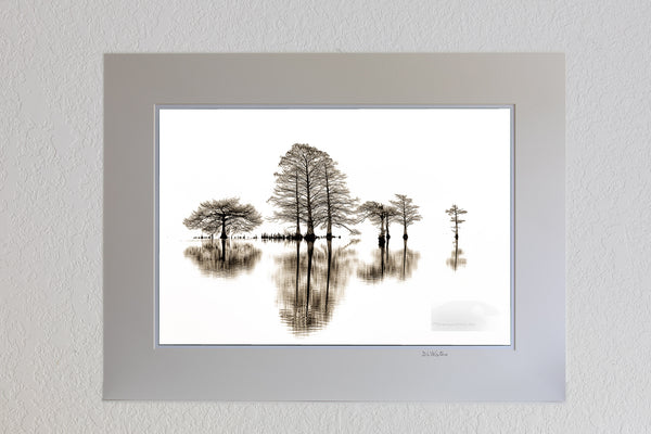 13 x 19 luster print in 18 x 24 ivory ￼￼mat of Cypress tree and reflection in black-and-white captured at Lake Mattamuskeet North Carolina.