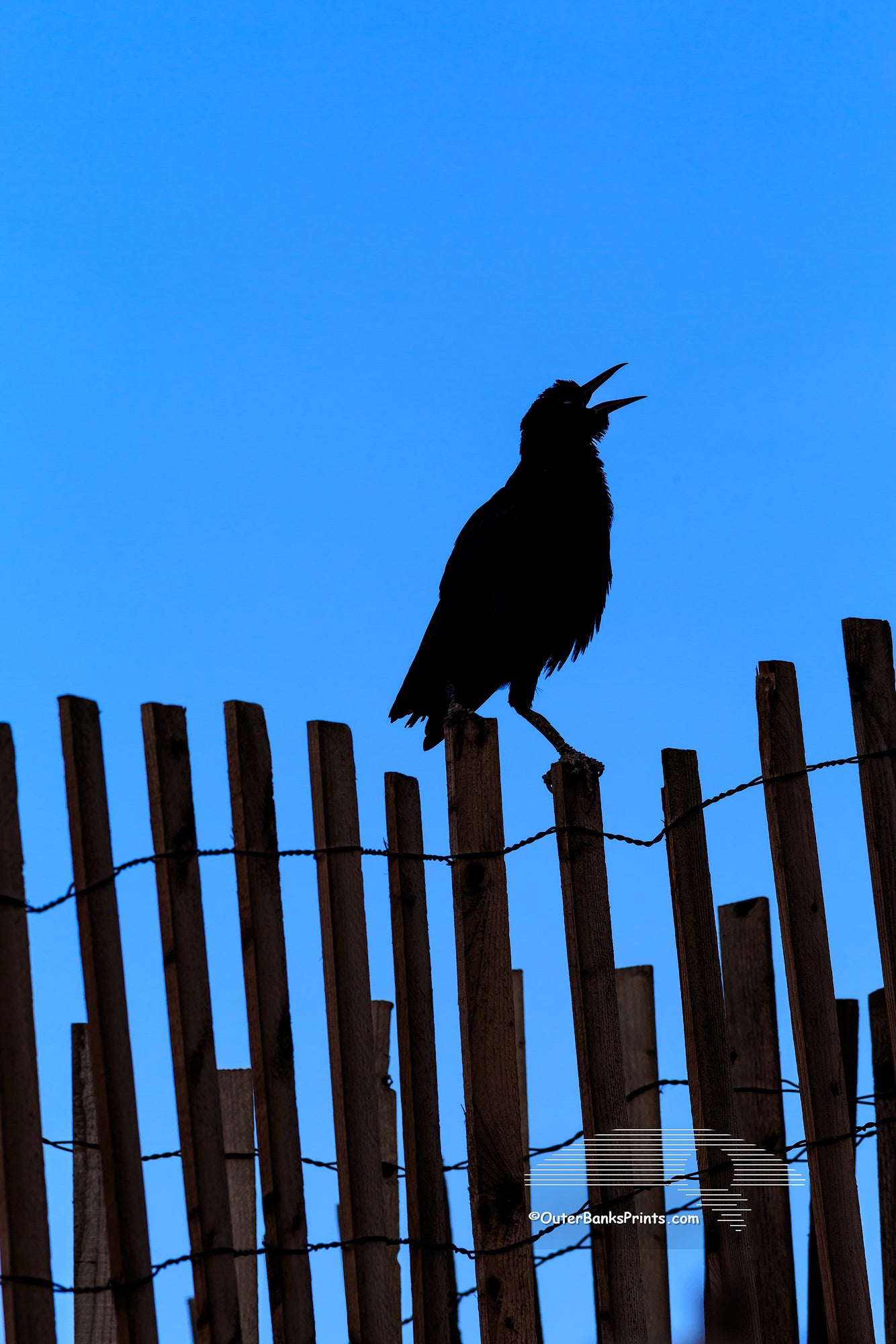 A blackbird singing on a sand fence at Kill Devil Hills on the Outer Banks of NC.