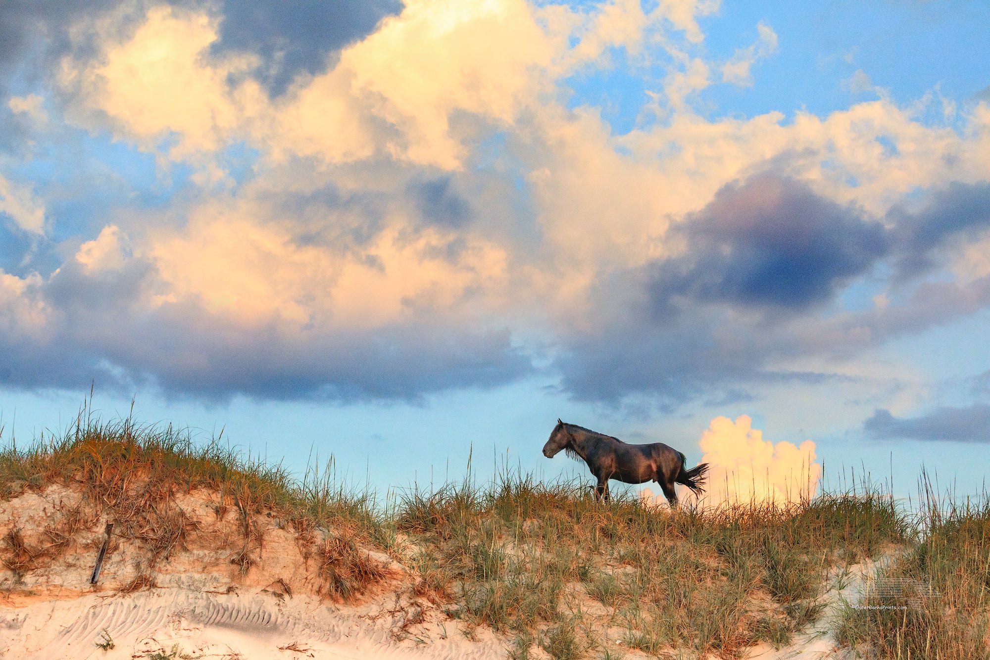Stallion, dunes, and clouds at sunrise in Corolla on the Outer Banks of North Carolina.