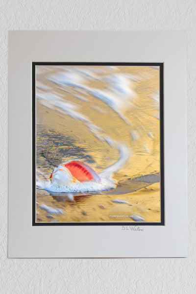 8 x 10 luster print in a 11 x 14 ivory and black double mat of Long exposure of a whelk shell in the surf at sunrise at a Outer Banks beach.