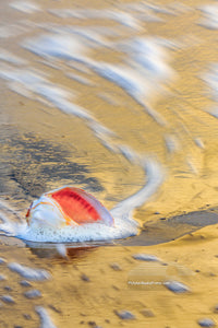 Long exposure of a whelk shell in the surf at sunrise at a Outer Banks beach.