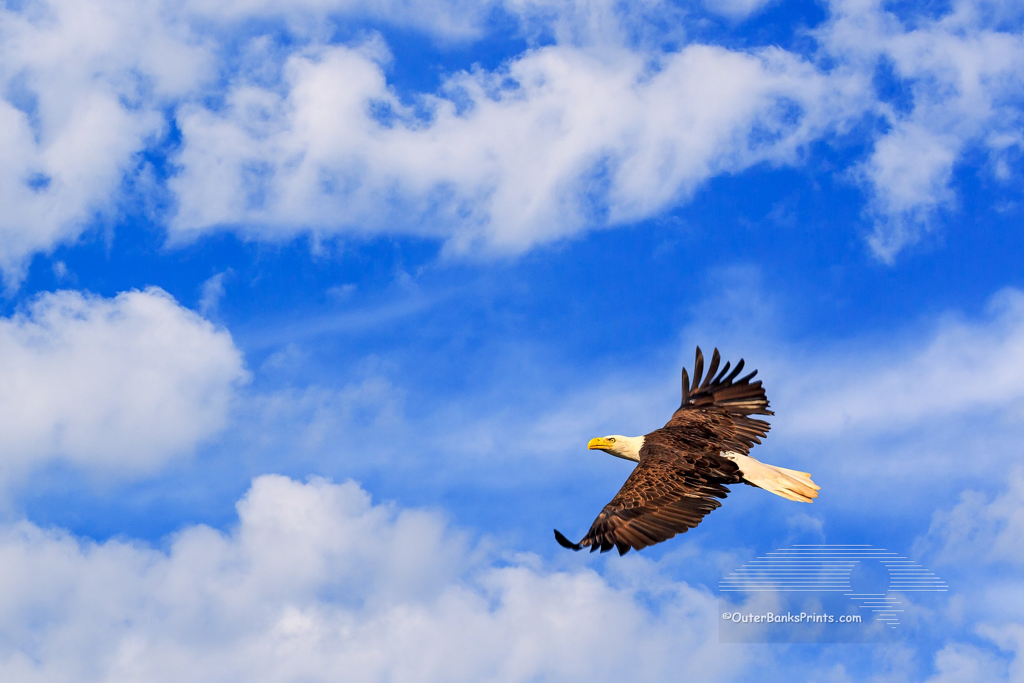 Inspirational photo of an eagle soaring.