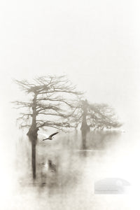 Great egret flying past cypress trees in the fog at Lake Mattamuskeet, NC.