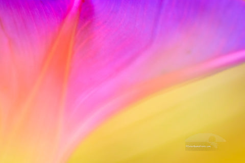 Soft focused, close-up of a morning glory flower at Aligator Wildlife Refuage in North Carolanina.